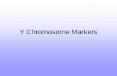 Y Chromosome Markers - University of Vermontbiology/Classes/296D/9_YChromo.pdf · Why Y Chromosome? Markers on the Y Chromosome do have some advantages for Forensics: ... • What