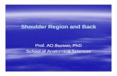 Shoulder Region and Back.ppt - Loginanatomical-sciences.health.wits.ac.za/gross-anat/Shoulder Region... · Rotator cuff (SITS) ... – prone to tear in injury at ... Microsoft PowerPoint
