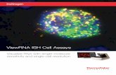 V iewRNA ISH Cell Assays - Thermo Fisher Scientificassets.thermofisher.com/.../viewrna-ish-cell-assays-brochure.pdfV iewRNA ISH Cell Assays ... images were captured slightly offset
