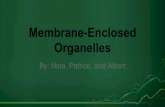 Organelles Membrane-Enclosed - hannasd.org€¦ · Who has membrane-enclosed organelles? Only eukaryotic cells have membrane enclosed organelles. Why? ... ATP synthesis and carbon