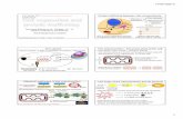 Lecture 3 Cellular organelles and intracellular protein traf · of organelles within the cytoplasm 2 ... (electron transport chain) and ATP synthesis Krebs cycle 1. 2. ... Lecture