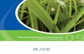 Planting & Managing Switchgrass - Oklahoma State …switchgrass.okstate.edu/.../Blade_Switchgrass_Crop_G… ·  · 2015-05-26Lowland types tend to grow taller and more rapidly than