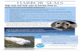 Harbor Seals and Human Disturbance - Home :: … seal pups and human interference: Harbor seals are less mobile on land and therefore more vulnerable to disturbance or predation while