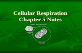 Cellular Respiration Chapter 5 Notes - Weeblybohneoprfhs.weebly.com/.../ch_5_cellular_respiration_ppt.pdfCellular Respiration in 3 Stages Glycolysis – in cytoplasm of cell Krebs
