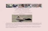 The Pigeon Genetics Newslettermedia.genetikaholubu.cz/newsletter/email_pigeon_genetics...The Pigeon Genetics Newsletter News, Views , and Comments Editor : R.J. Rodgers Nova Scotia