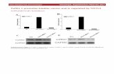 Cofilin 1 promotes bladder cancer and is regulated by … ncotarget, Supplementary Materials 21 Supplementary Figure 2: Cofilin 1 increased migration capacity in T24 and RT4 cells.