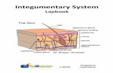 Integumentary System - Knowledge Box Centra Integumentary System Lapbook Teacherâ€™s/Study Guide Introduction The integumentary system has the largest organ in your entire body.