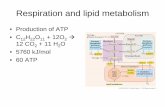 Respiration and lipid metabolism - WOU Homepageguralnl/gural/330Respiration and lipid metabolism.pdfRespiration and lipid metabolism • Production of ATP •C 12H 22O 11 + 12O 2 Æ