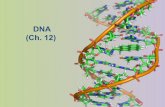 DNA (Ch. 12) - WeeblyCh. 12) Brief History ... You grow the cells in 15N medium for several generations and then transfer it to 14N ... 7.1 DNA Introduction