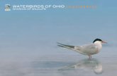 WATERBIRDS OF OHIO c d g u i d e b o o k - … of Ohio Table of Contents 6. Greater White-fronted Goose 6. Snow Goose 7. Ross’s Goose 7. Canada Goose 8. Cackling Goose 8. Brant