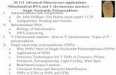 JS 111 Advanced Fluorescence applications- … 111 Advanced Fluorescence applications- Mitochondrial DNA and Y chromosome markers – Single Nucleotide Polymorphisms ... 3 Hellborg
