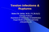 Tendon Infections & Ruptures - Healing, Teaching & … Infections & Ruptures ... Static Causes. z. ... multiple & complex underlying causes. zImproved understanding of causes (static