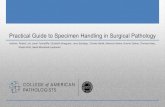 Practical Guide to Specimen Handling in Surgical Pathology Folders... · Practical Guide to Specimen Handling in Surgical Pathology Authors: ... November, 2015 1 . Table of Contents: