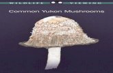 Common Yukon Mushrooms - Environment Yukon Guide to Common Yukon Mushrooms The Fungus Among Us ...  ... all grow on a certain type