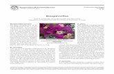 Bougainvillea - CTAHR Website while the small flowers are cream colored. ... From their initial emergence to full maturity, ... Leaves are mid- to deep green, ...