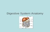 Digestive System Anatomy · • The digestive system begins at the mouth, where food enters the body. • The mouth is broken down into three important structures involved in digestion: