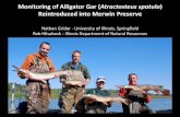 Monitoring of Alligator Gar (Atractosteus spatula - ILMA … · Monitoring of Alligator Gar (Atractosteus spatula) ... •Angling and bowfishing ... E. L. 2008. Contributions to the