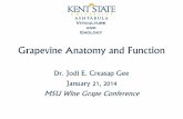 Grapevine Anatomy and Function - Home | MSU …msue.anr.msu.edu/.../Creasap-Gee_Grapevine_Anatomy_and_Function_MSU...Grapevine Anatomy and Function ... Draw on white board. Bud Anatomy