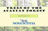 TREES OF the ACADIAN FOREST - novascotia.canovascotia.ca/natr/forestry/treeid/Trees_Of_Acadian_Forest2.pdf · Leaflet - a single division of a compound leaf. Leaf scar - the scar