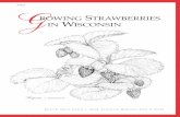 Growing Strawberries in Wisconsin (A1597) ·  · 2017-07-171 C ONTENTS The strawberry plant ... 4 berries in any one picking season from ... extra care due to lower vigor and less