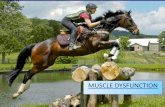 Muscle Dysfunction - Ocean State Equine Associates · Muscle Dysfunction Barbara Harrison, DVM ... Type II PSSM: •Gene has not been ... •Manual Therapy –Stretching, ROM