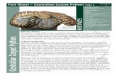 Fact Sheet – Centralian Carpet Python - Dolittle Farm Sheet – Centralian Carpet Python page 1 Common Name Centralian Carpet Python Bredl’s Python Scientific Name Morelia bredli