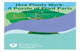 How Plants Work: A Puzzle of Plant Parts - Welcome to ... · Adder's Tongue Whisk Ferns ... A Puzzle of Plant Parts ... Plants and humans are both alive, but their parts function