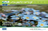 ENDANGERED PLANTS - European Commission | Choose …ec.europa.eu/environment/nature/info/pubs/docs/nat2000newsl/nat23... · ISSN 1026-6151 ENDANGERED PLANTS ON SITE LIFE-Nature and