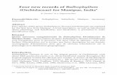 Four new records of Bulbophyllum - Richardianarichardiana.com/pdfRich/Richardiana-vol15-12-Bulbophyllum Manipur.pdfFour new records of Bulbophyllum (Orchidaceae) ... Reichenbach f.