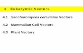 4.1 Saccharomyces cerevisiae Vectors 4.2 Mammalian … · 4 Eukaryotic Vectors 4.1 Saccharomyces cerevisiae Vectors 4.2 Mammalian Cell Vectors 4.3 Plant Vectors