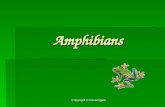 Amphibians Powerpoint - Home - Biology Junction · 2009-04-03Amphibians Powerpoint - Home - Biology Junction
