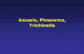 Ascaris, Pinworms, Trichinella - doctorbrown.orgdoctorbrown.org/files/Ascaris_Pinworms_Trichinella.2008.pdf · Nematodes in general…(review) •Non-segmented round worms. •Most