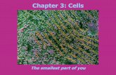 Chapter 3: Cells - Weeblywalstonscience.weebly.com/uploads/3/8/8/6/38863197/unit_3_cells_pp... · Nine important landmarks distinguish eukaryotic cells. ... biological molecules within