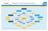 Targets for ATM phosphorlation - Abcam · Targets for ATM phosphorylation atm map 28/7/05 14:24 Page 1. ATM M ab78 WB, IP ATM P ab91 WB, IF, IHC, IP ATM M ab2618 WB, IF ATM P ab17995