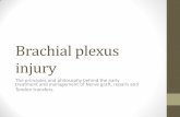 Brachial plexus injury - cuh.nhs.uk · Prevalence and epidemiology •70% Brachial Plexus injuries in Adults caused by Motor vehicle injuries •70% Motorcycle Injuries •Men and