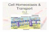 Cell Homeostasis & Transport Presentation - Google Sitessites.google.com/.../CellHomeostasisTransportPresentation.pdf · homeostasis. 4 Passive Transport ... Microsoft PowerPoint
