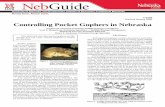 (Revised January 2009) Controlling Pocket Gophers in Nebraskaextensionpublications.unl.edu/assets/pdf/g1509.pdf · This NebGuide describes pocket gophers and the ... of feeding tunnels