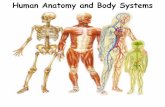 Human Anatomy and Body Systems - Edl€¦ · Blood – the cells that flow through the circulatory system -- red blood cells contain hemoglobin, an iron-rich protein that carries