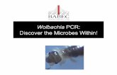 Wolbachia PCR: Discover the Microbes Within! - babec.orgbabec.org/wp-content/uploads/2016/12/Wolbachia_PCR_Presentation.… · that exhibits Wolbachia-induced parthenogenesis ...