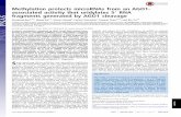 Methylation protects microRNAs from an AGO1- associated ... · Methylation protects microRNAs from an AGO1-associated activity that uridylates 5′ RNA ... methylation is required