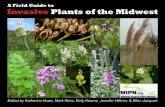 A Field Guide to Invasive Plants of the Midwest · Invasive Plants of the Midwest A Field Guide to ... Tree-of-heaven, ... Woody, perennial climbing vine.