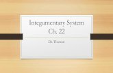 Integumentary System Ch. 22 - Florida Technical collegeftc- .Integumentary System Ch. 22 ... Integumentary