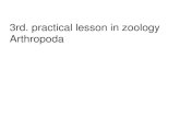 3rd. practical lesson in zoology Arthropoda - VFUfvhe.vfu.cz/.../materialy/english/2013/03.practicals_zoology2013.pdf · Arthropoda Chelicerata Crustacea Insecta (Hexapoda) • No