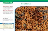 Chapter 19: Protists - CoconinoHighSchool · 2010-11-14 · 19.1 SECTION PREVIEW Objectives ... Plantlike protists are called algae (AL jee) (singular, alga). ... 19.1 THE WORLD OF