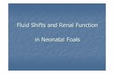 Fluid Shifts and Renal Function - NICUvetnicuvet.com/nicuvet/scone/Talks/Fluid Shifts and Renal Function .pdfGFR/fluid intake balanceGFR/fluid intake balance ... Fetus, birth, neonateFetus,