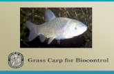 Grass Carp for Biocontrol - UF/IFAS OCIconference.ifas.ufl.edu/aw14/Presentations/Grand/Wednesday/Session... · Azolla (Mosquito Fern) Duck Potato ... grass carp, the recommended