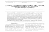 Antibody response of channel catfish after channel catfish ... · ing the lacZ gene replacing both TK loci in the genome (CCVlacZ) (Zhang & Hanson 1995, 1996) were propa- ... length,