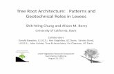 Tree Root Architecture: Patterns and Geotechnical Roles … · Tree Root Architecture: Patterns and Geotechnical Roles in Levees ... 2.Levee slope stability ... • Virtual trench