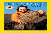 Irish Specimen Fish 2014irish-trophy-fish.com/.../uploads/2015/01/IrishSpecimenFish2014.pdf · Carp ... Implications of coarse fish bye-law ... photographs of fish and particularly