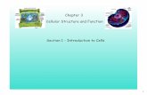 Chapter 3 Cellular Structure and Function Section 1 ... · Cellular Structure and Function Section 1 - Introduction to Cells. 2 The Cell! Smallest living unit ... Plasma Membrane